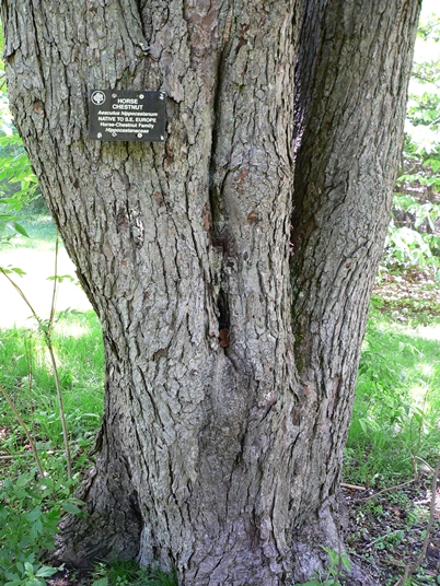 {Aesculus hippocastanum}